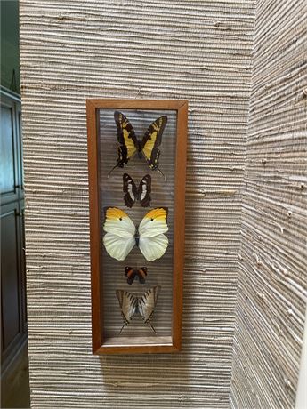 Collection of 4 Framed Butterflies
