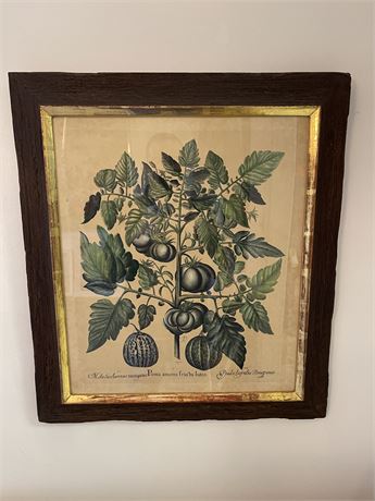 Antique Framed Botanical of Tomatoes