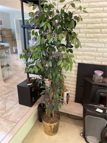 Decorative Ficus Tree