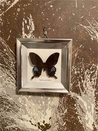 Framed Scientific Butterfly